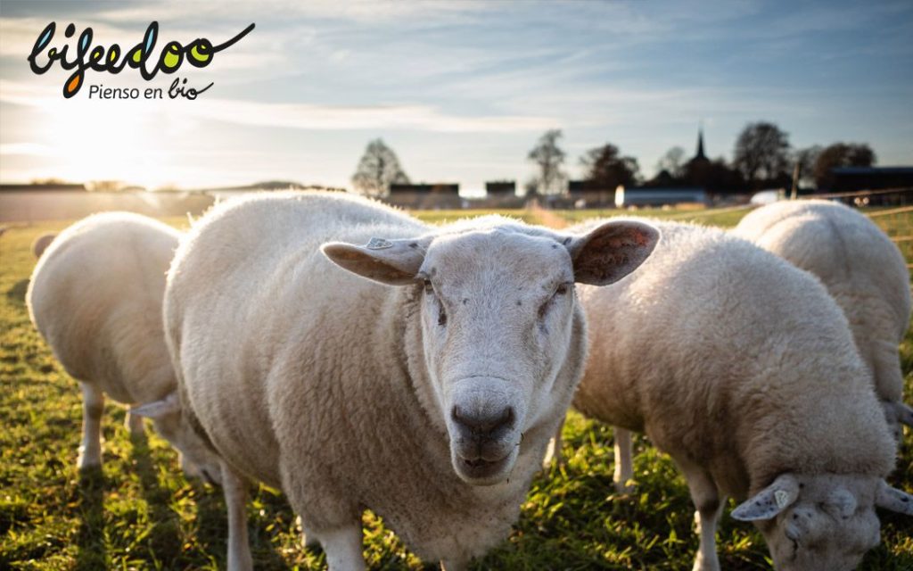 Foto de Producción ecológica de ovino, según Bifeedoo