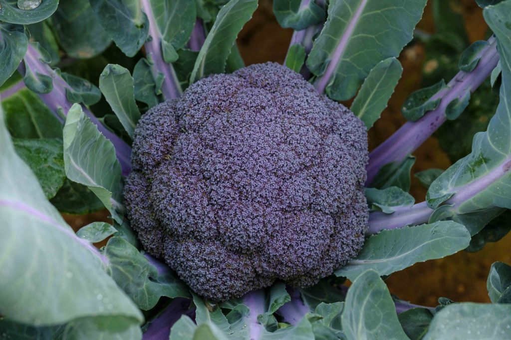 Foto de Purple Magic, el primer brócoli morado del mercado